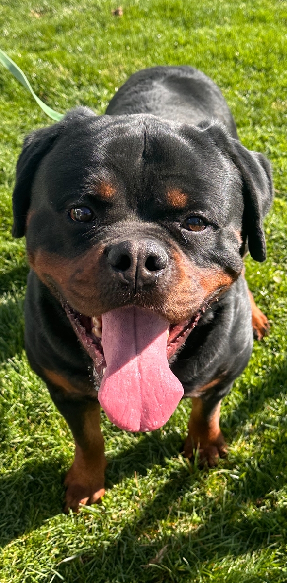 The Best in Rottweiler Breeding Champion Rottweiler Breeder